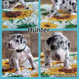 Hunter - Merle Great Dane puppy in Gonzales, Louisiana from Anstatt House Of Danes