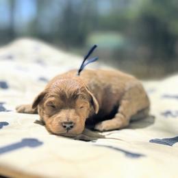 Eowyn - Red  female Goldendoodle puppy in Pittsburg, Texas from Grace Springs Goldendoodles