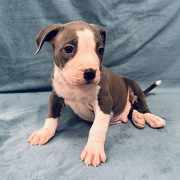 Blue Male White Face - Blue male American Pit Bull Terrier puppy in Nine Mile Falls, Washington from Bartin Kennels