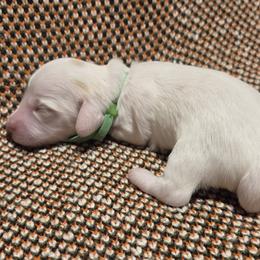 AKC Green Collar - Piebald male Dachshund puppy in Mesa, Arizona from Diamondback Doxie