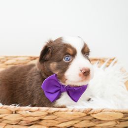 Golden Retriever, Miniature American Shepherd, and Siberian Husky Puppies from HuskiesAndGoldensWithFinesse