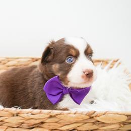 Golden Retriever, Miniature American Shepherd, and Siberian Husky Puppies from HuskiesAndGoldensWithFinesse