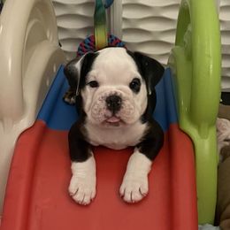 Boy 4 - Bulldog puppy in Fairfax, California from Marin Bulldogs