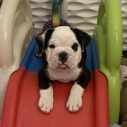 Boy 4 - Bulldog puppy in Fairfax, California from Marin Bulldogs