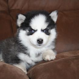 Emma Ready NOW - Black and white female Pomsky puppy in Apple Creek, Ohio from Kathryn Troyer