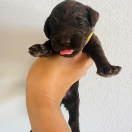 Golden Mountain Doodle Puppies from Olive Grove Doodles