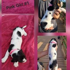 Girl 2 - female Basset Hound puppy in Bunnell, Florida from The Rocks Bassets