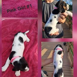 Girl 2 - female Basset Hound puppy in Bunnell, Florida from The Rocks Bassets