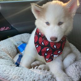 Siberian Husky Puppies from Milly's Showline Pets
