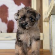 Gray - Merle male Whoodle puppy in Youngstown, Florida from Wonderland’s Boujie Kennels