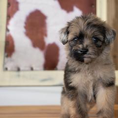Gray - Merle male Whoodle puppy in Youngstown, Florida from Wonderland’s Boujie Kennels