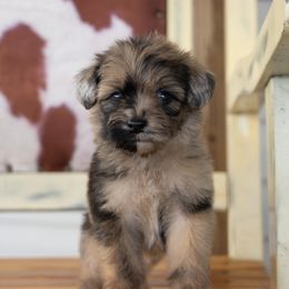 Gray - Merle male Whoodle puppy in Youngstown, Florida from Wonderland’s Boujie Kennels
