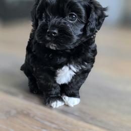 Luna - Black female Havapoo puppy in North Bay Village, Florida from Havapoo Pups