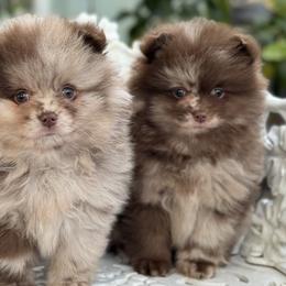 Pomeranians from lunas_poms