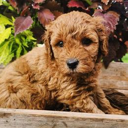 Bernedoodles, Goldendoodles, and Poodles from Natalie Chandler
