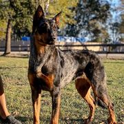 Tay Tay - Beauceron