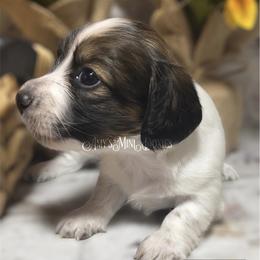 Dachshund Puppies from Amy’s Mini Doxies
