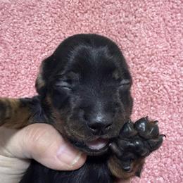 Black girl AKC - Black and tan female Dachshund puppy in Fayetteville, Pennsylvania from PA's Darling Doxies