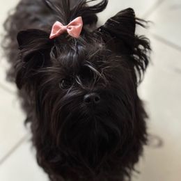 Lady - Yorkshire Terrier