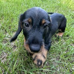 PB2 - Wild boar male Dachshund puppy in South Carolina from Purebred Dachshunds