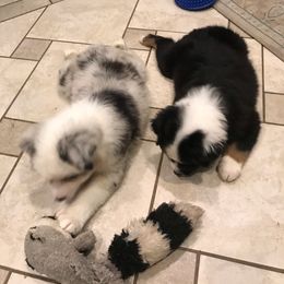 Australian Shepherd Puppies from Cahaba Australian Shepherds