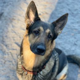 Fergie - German Shepherd