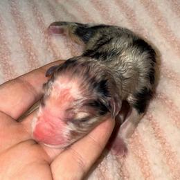 Caesar Salad - Blue merle female Australian Shepherd puppy in Anniston, Alabama from All Hale Aussies