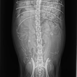 Poodle and Shihpoo Puppies from Peace, Love, and Puppies at the Creek