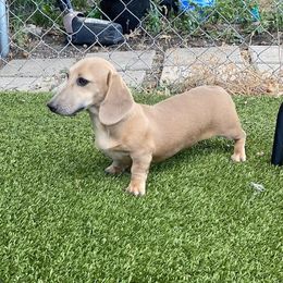Skye - Dachshund