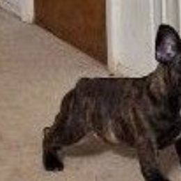 French Bulldogs from Cobble Creek French Bulldogs