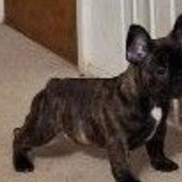 French Bulldogs from Cobble Creek French Bulldogs