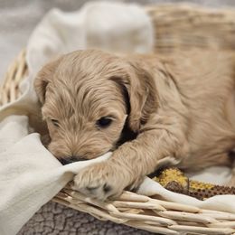 Goldendoodle Puppies from Pemberley Puppies