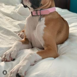 Lady - Boxer