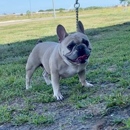 Destiny - French Bulldog