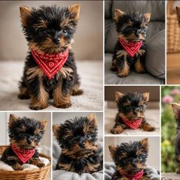 Picasso - Black and gold male Yorkshire Terrier puppy in Jacksonville, Florida from Danielle's Yorkies