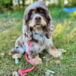 Cocker Spaniel puppies from DAKOTA DOOD RANCH