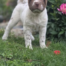 Puddin - Chocolate dilute female Chinese Shar-Pei puppy in Salem, Ohio from WrinkleMonsters
