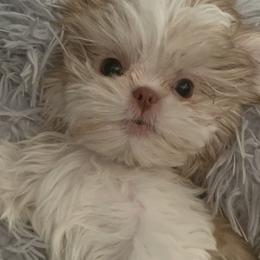 Shih Tzu Puppies from Jodi’s Shihtzus
