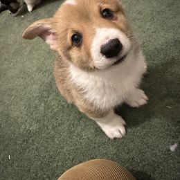 Boy 1 - Red Pembroke Welsh Corgi puppy in Strasburg, Colorado from M and B Corgis