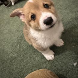 Boy 1 - Red Pembroke Welsh Corgi puppy in Strasburg, Colorado from M and B Corgis