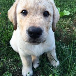 Labrador Retrievers from Wanna Stay