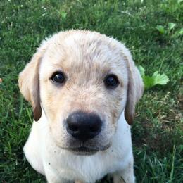 Labrador Retrievers from Wanna Stay