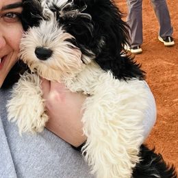 Marv - HAVAPOO - Parti Poodle puppy in Atlanta, Georgia from Sprinkle Me Puppy