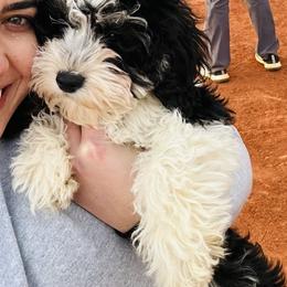 Marv - HAVAPOO - Parti Poodle puppy in Atlanta, Georgia from Sprinkle Me Puppy