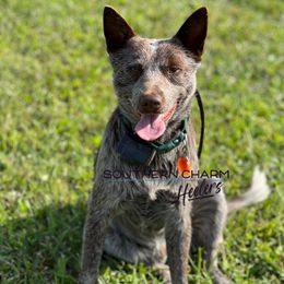Grizzly - Australian Cattle Dog
