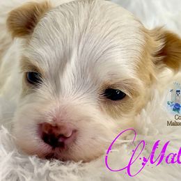 Matteo - Piebald male Morkie puppy in Bennettsville, South Carolina from Cottonwood Maltese