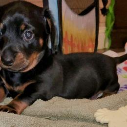 Angelo Blk/Tan smooth - Black and tan Dachshund puppy in Jesup, Georgia from Brotts Fur Babies