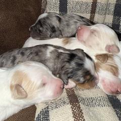 Golden Mountain Doodle Puppies from Pup Paw-fection