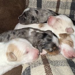 Golden Mountain Doodle Puppies from Pup Paw-fection