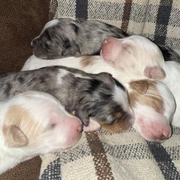 Golden Mountain Doodle Puppies from Pup Paw-fection